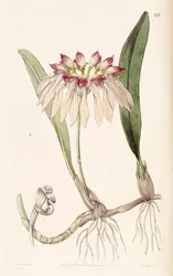 Bulbophyllum chinense